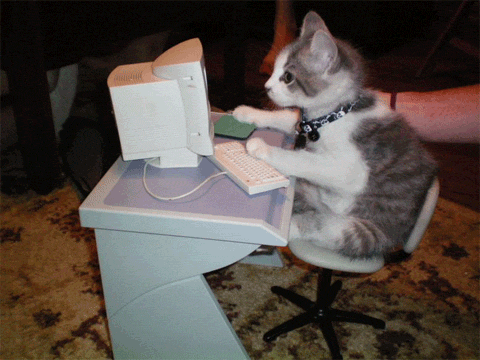 the cat works at the computer